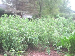 2011 Hurricane Irene tomato plants
