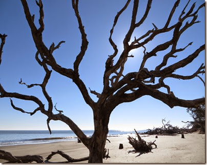ga_eoy_jekyll_driftwood_beach_6