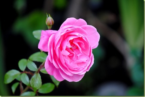 MIAS HAGELIV: Roser i blomst..