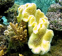 Yellow Carpet Coral