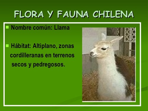 flora y fauna chilena (5)