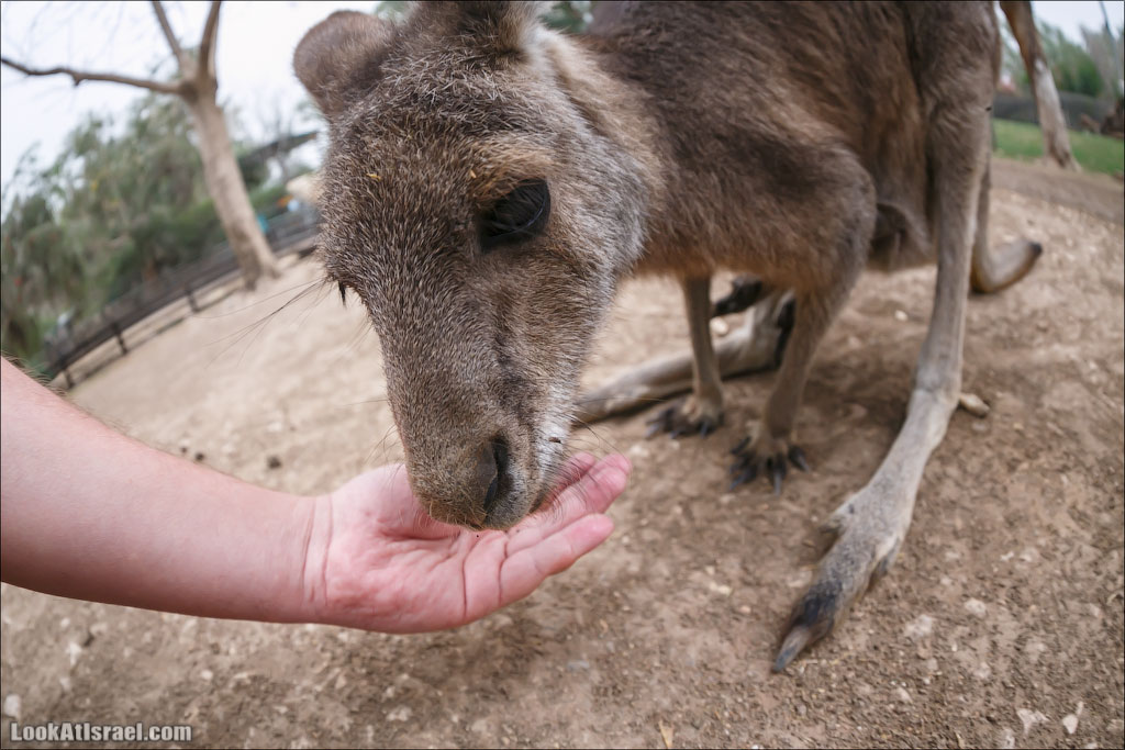 Ган Гуру - парк с кенгуру и другими австралийскими животными | Gan Guru | גן גורו | LookAtIsrael.com - Фото путешествия по Израилю