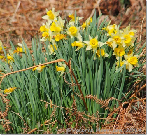 6-wild-daffs