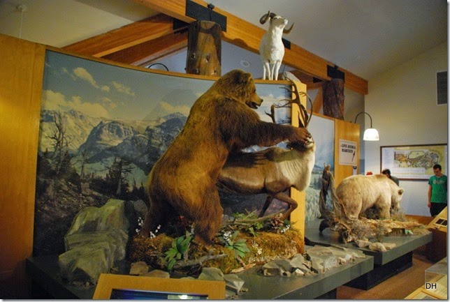 08-06-14 Grizzly and Wolf Discovery Center (403)