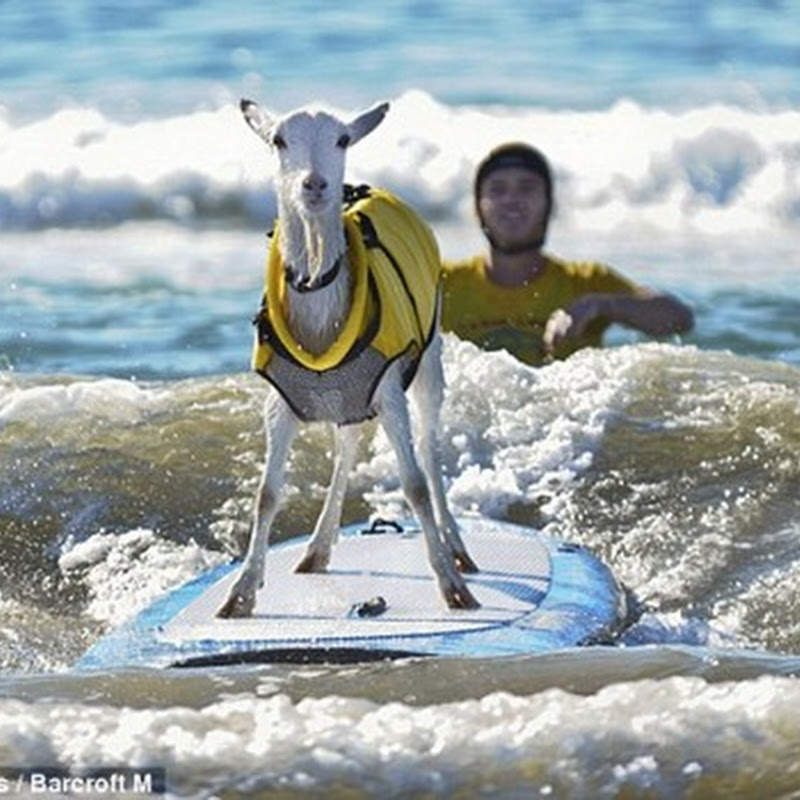Goatee ο τετράποδος Surfer…