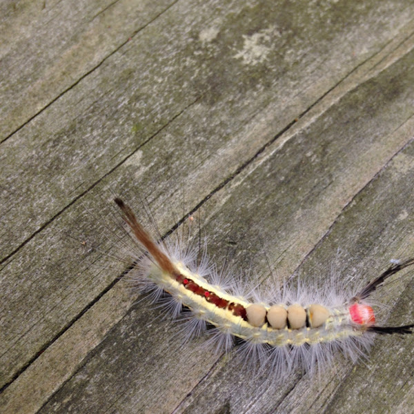 White-marked Tussock Moth caterpillar | Project Noah