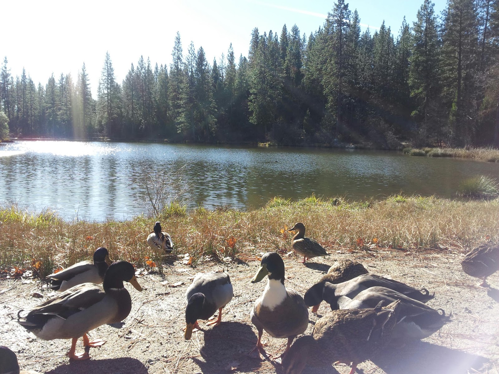 Great Homes in Fresno, Market is changing? Fresno? Best places to see?