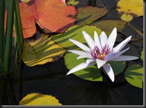 LAVENDER WATER LILY 2