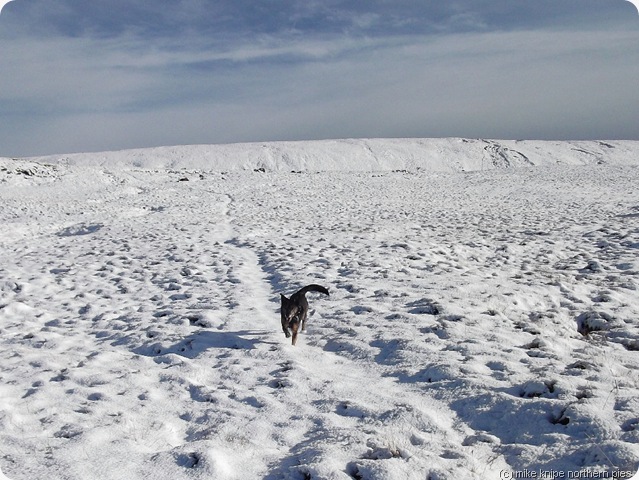 bruno enjoys the snow