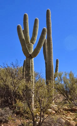 saguaros are like icebergs, you just keep wanting to take photos of them