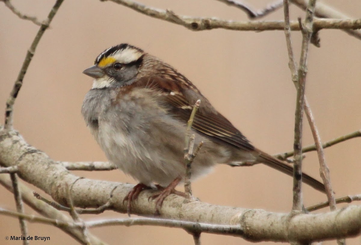 White-throated sparrow