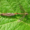 Crane Fly