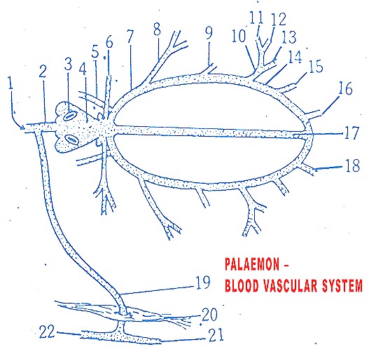 Palaemon-prawn-blood-vascular-system