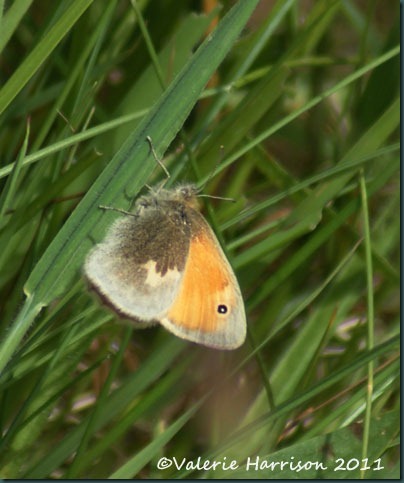 8-small-heath-butterfly