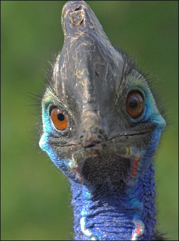 [Amazing%2520Animal%2520Pictures%2520The%2520cassowary%2520%25282%2529%255B4%255D.jpg]