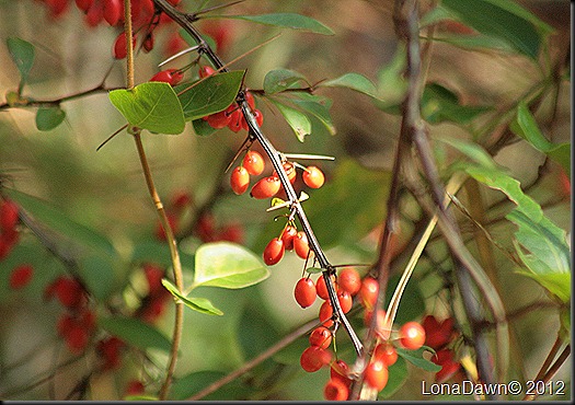 CF_Autumn_Berries2