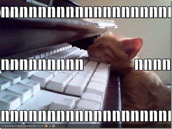 funny-pictures-kitten-falls-asleep-on-keyboard