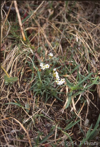 androsace carnea androsace