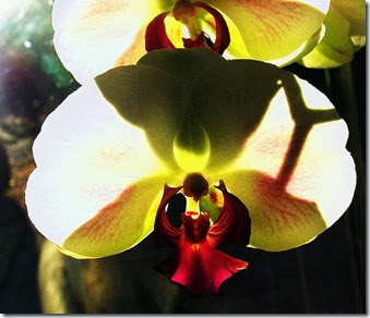 backlit-orchid-1_Barb-Derksen