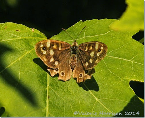 41-Speckled-Wood