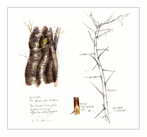 [bark-and-spines-bird-cherry%255B4%255D.gif]