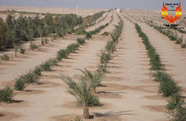 City green belt in Karbala Province. iraqphoenix.com