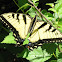 Swallowtail