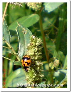 Kumbang Koksi ‘Transverse Ladybird’ (Coccinella transversalis) 06