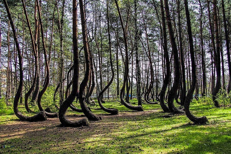 crooked-forest-1 crooked-forest-1