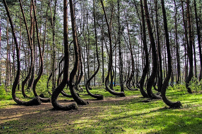 The Crooked Forest of Gryfino, Poland
