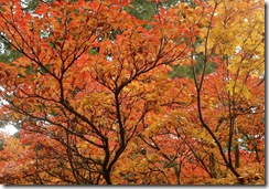 benmore autumn colours