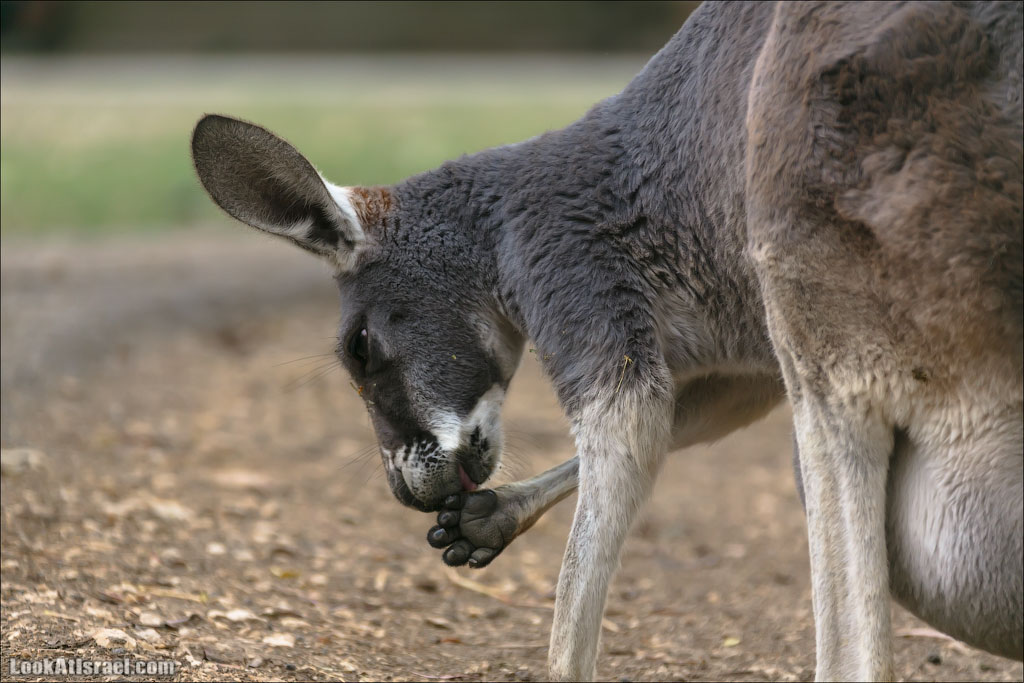 Ган Гуру - парк с кенгуру и другими австралийскими животными | Gan Guru | גן גורו | LookAtIsrael.com - Фото путешествия по Израилю