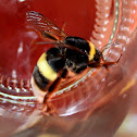 Large Earth Bumblebee (Abelhão-terrestre)