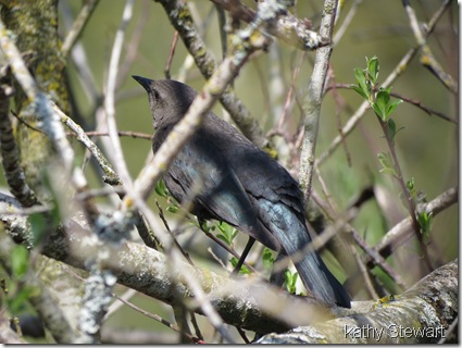 Female Brewers Blackbird