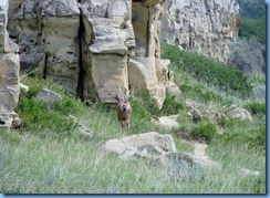 1924 Alberta - Writing-On-Stone Provincial Park - Battle Scene Trail (return) - Mule Deer