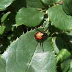 Japanese beetle