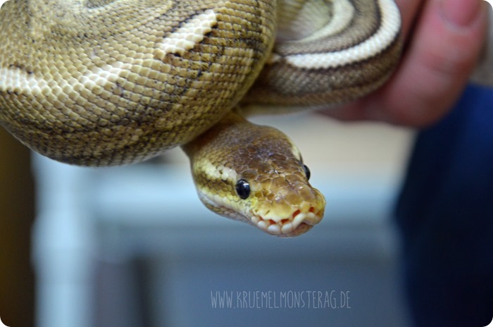 Python (05) von PB Snakes 311214