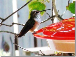lopez hummingbird 071211 00001