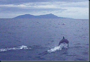 Dolphins with Atauro