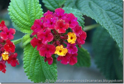 1026 Cascajales-Ingenio(Lantana-Venturosa) 1026 Cascajales-Ingenio(Lantana-Venturosa)