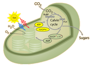 C3 cycle -Calvin Cycle