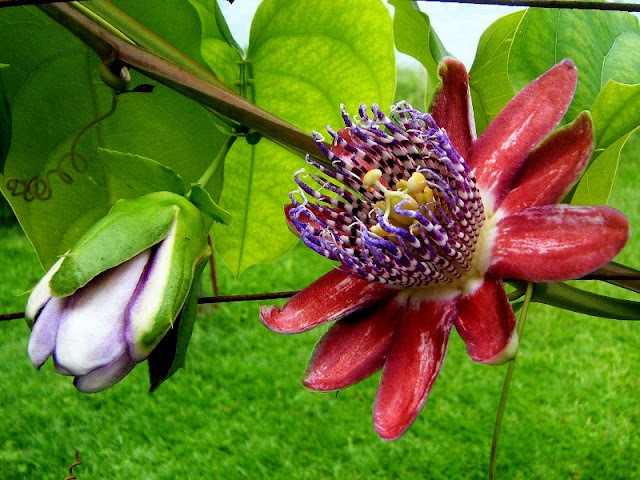 Flor.jpg