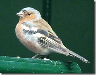dunvegan chaffinch male2