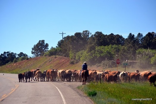 Cattle Drive!