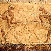 25.- Relieves de la mastaba de Sakkarah