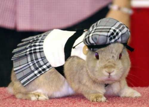[rabbit-fashion%255B4%255D.jpg]