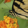 Eastern Tiger Swallowtail (male)