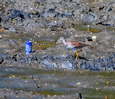 12. yellowlegs and a beer can-kab