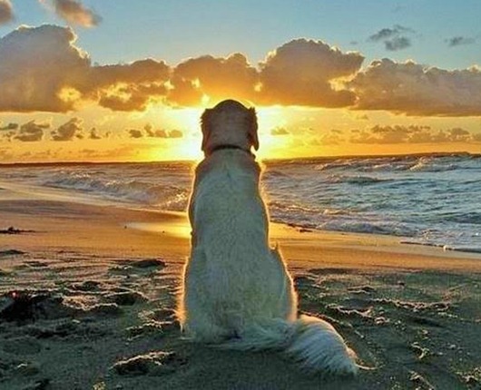sunsetdogr