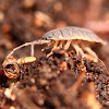 Wood louse; pill bug